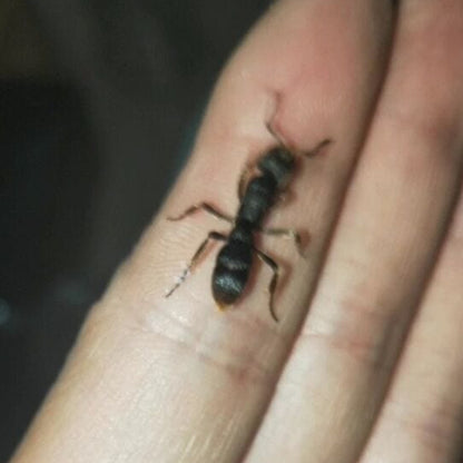 Ant colony pseudoneoponera rufipes