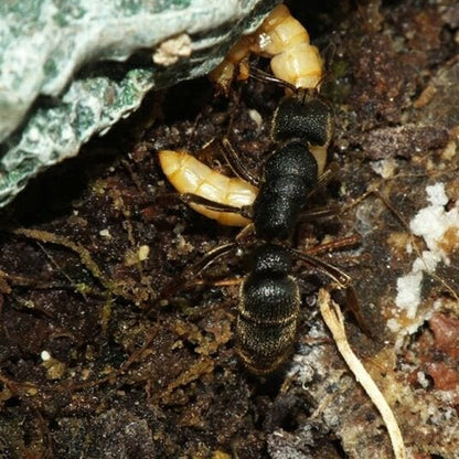 Ant colony pseudoneoponera rufipes