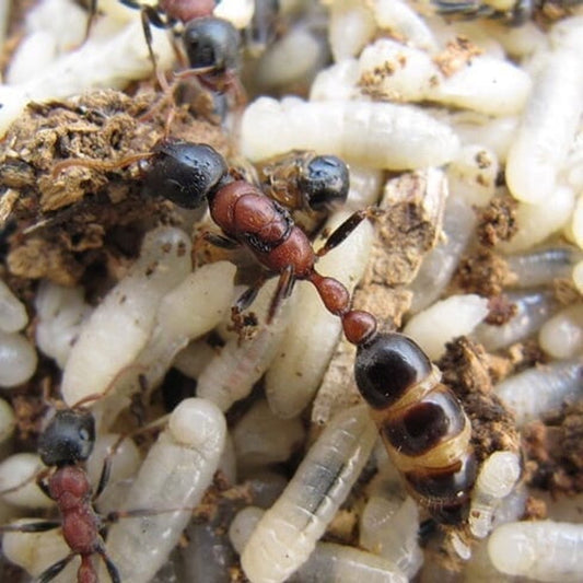 Ant colony tetraponera rufonigra