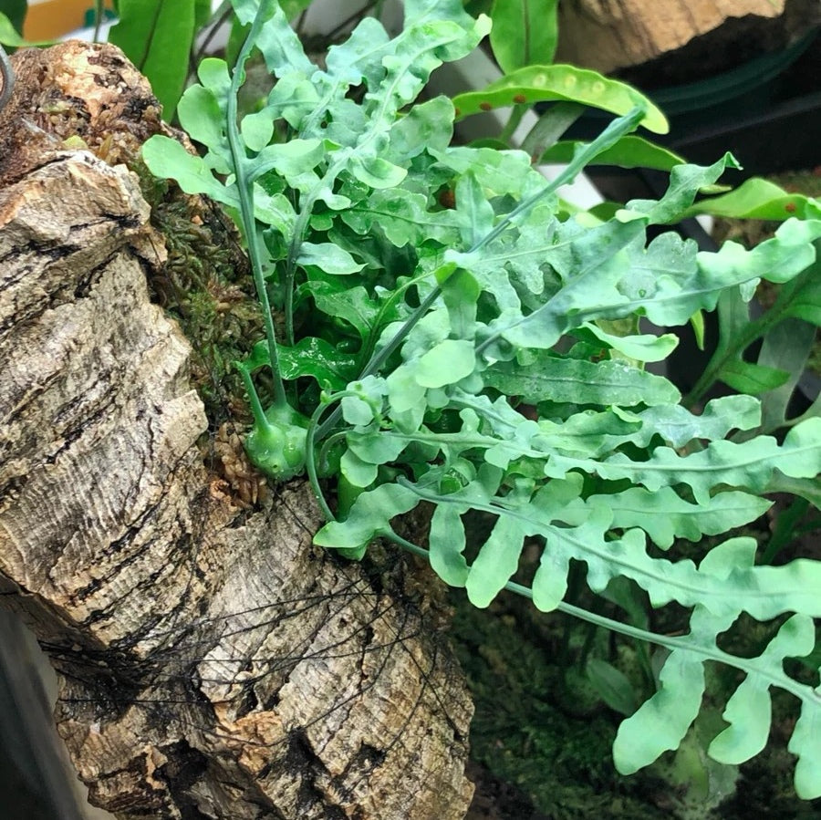 Ant fern (Lecanopteris deparioides)