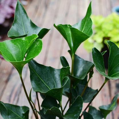 anthurium red arrow Anthurium Arrow