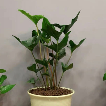 anthurium arrow care Anthurium Arrow