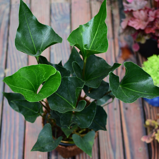 Anthurium Arrow