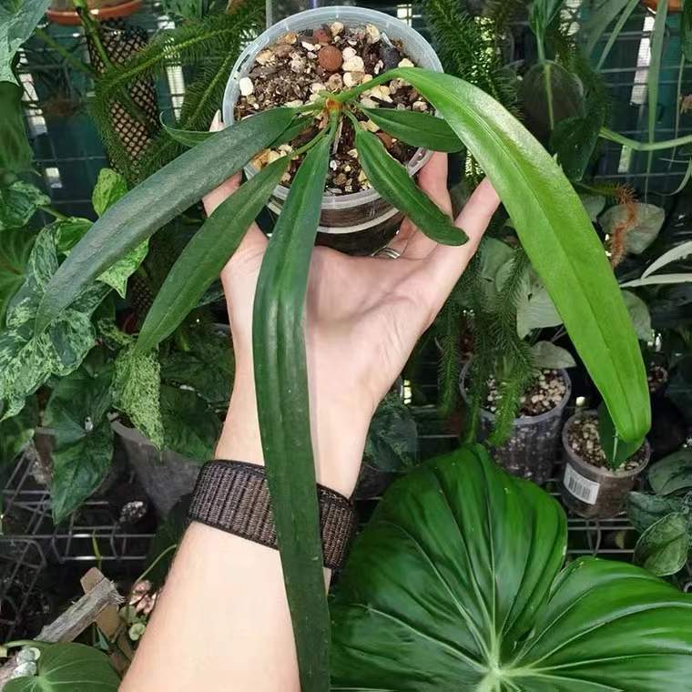 Anthurium bakeri