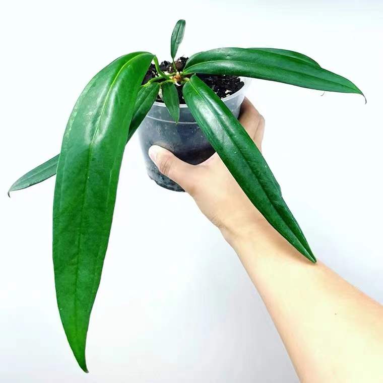 Anthurium bakeri