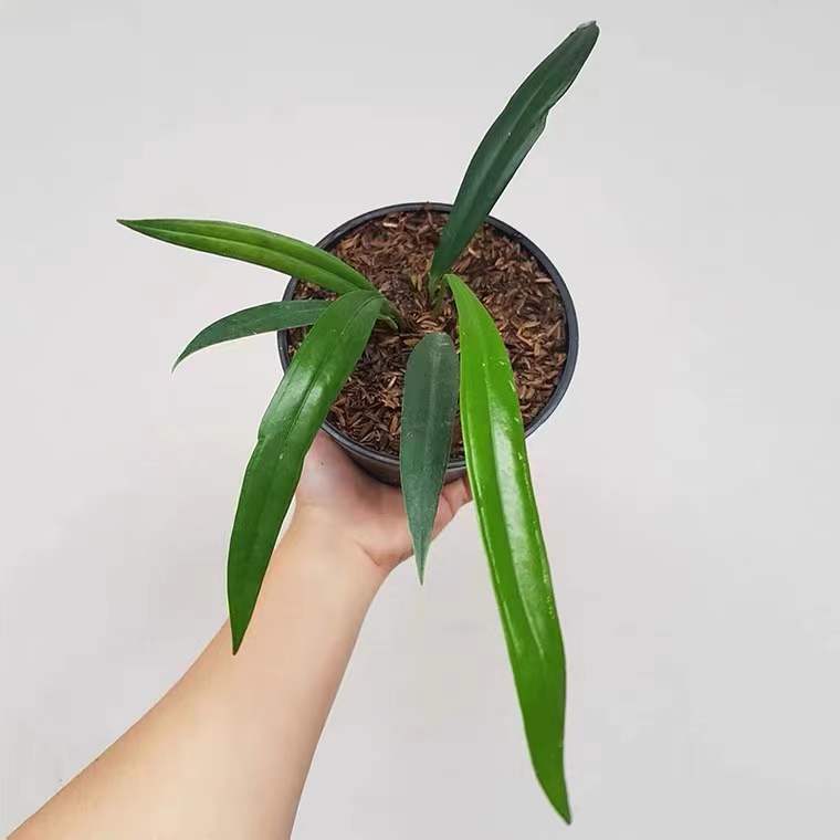 Anthurium bakeri