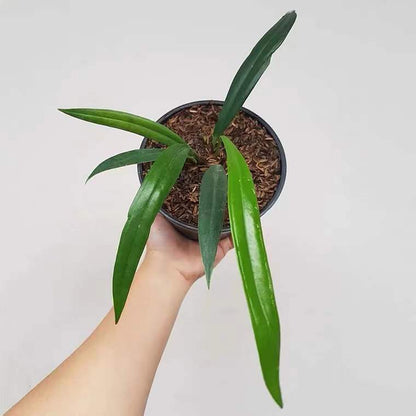 Anthurium bakeri