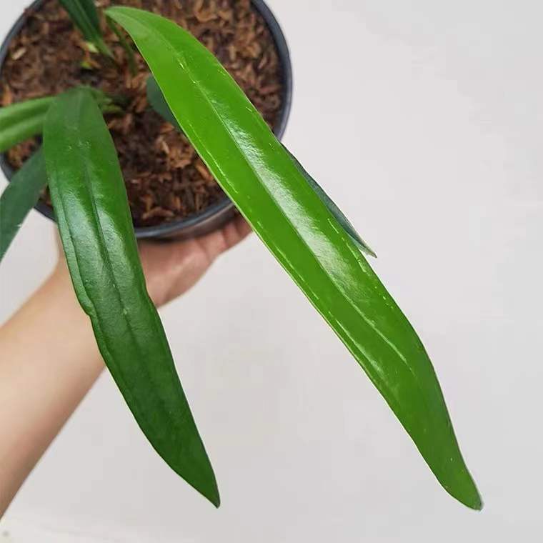 Anthurium bakeri
