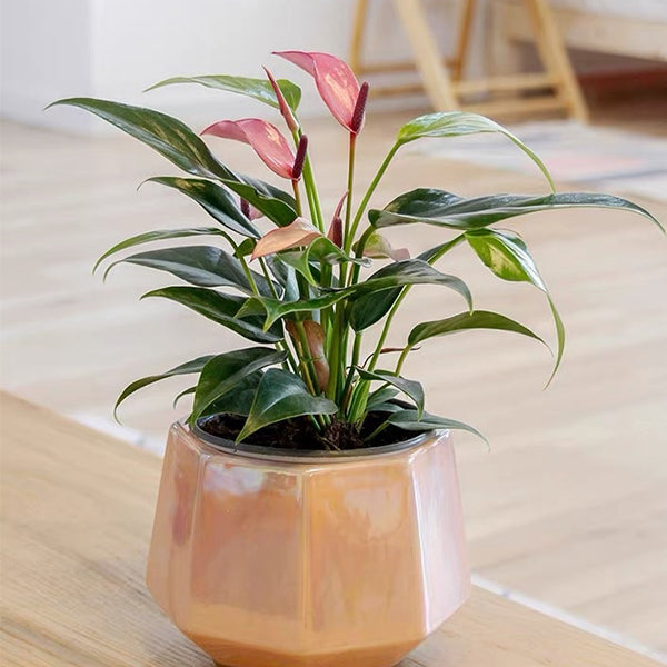 Anthurium ' Purple '