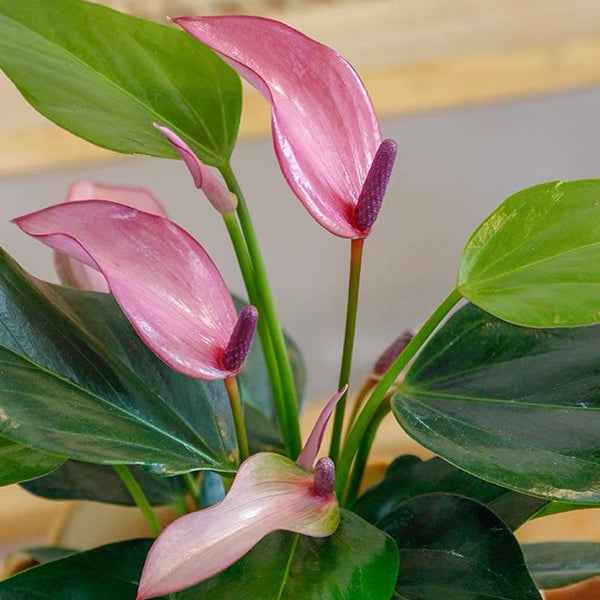 Anthurium ' Purple '