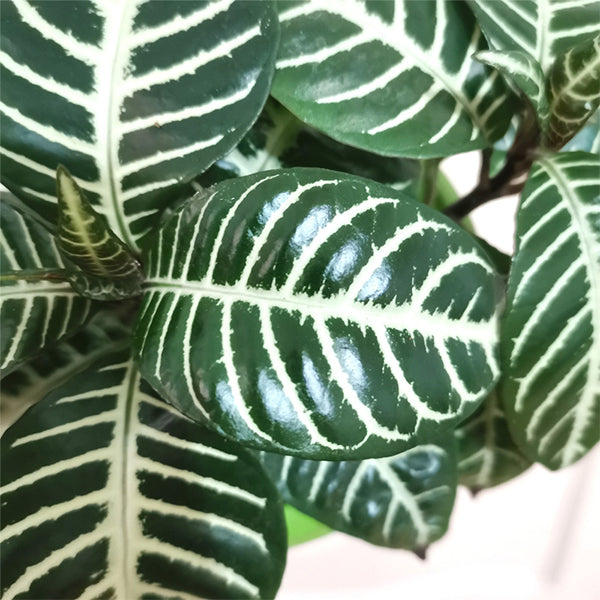 Aphelandra squarrosa