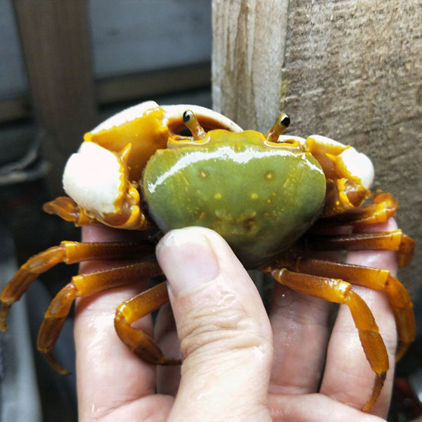 Green Warrior Crab Zhuhai (Nanhaipotamon guangdongens)