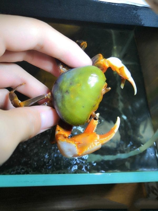 Green Warrior Crab Zhuhai (Nanhaipotamon guangdongens)
