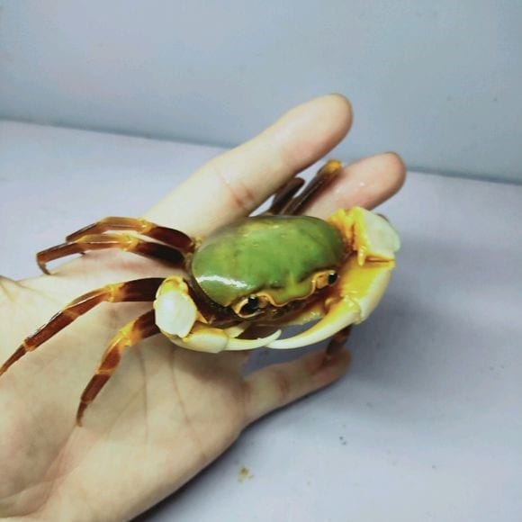 Green Warrior Crab Zhuhai (Nanhaipotamon guangdongens)