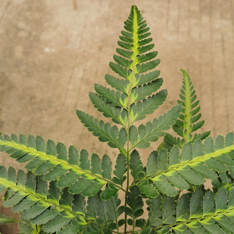Arachniodes simplicior 'Variegata'