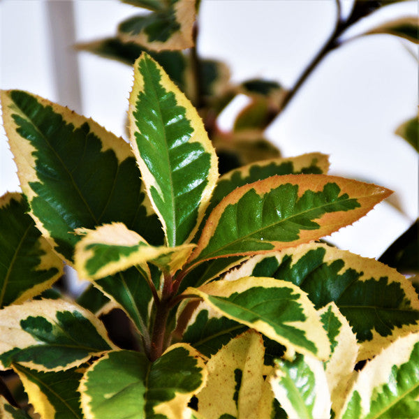 Marlberry (Ardisia japonica var. Variegata)