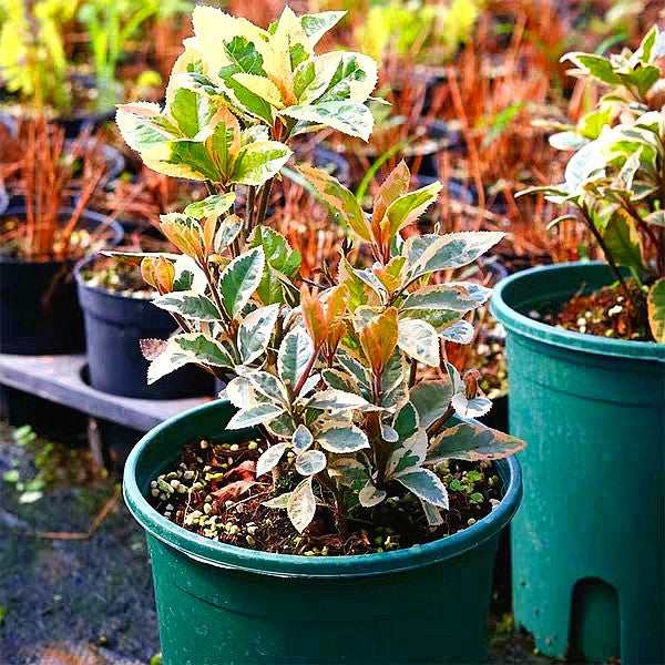 Marlberry (Ardisia japonica var. Variegata)