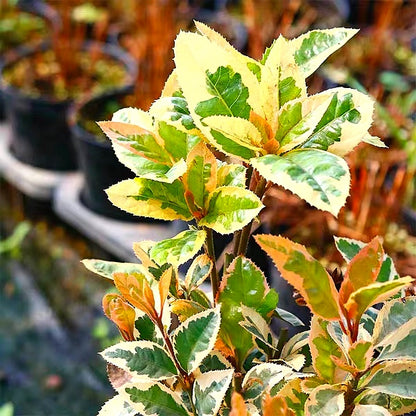 Marlberry (Ardisia japonica var. Variegata)