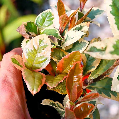 Marlberry (Ardisia japonica var. Variegata)