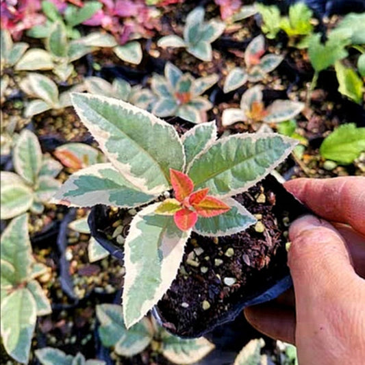 Marlberry (Ardisia japonica var. Variegata)