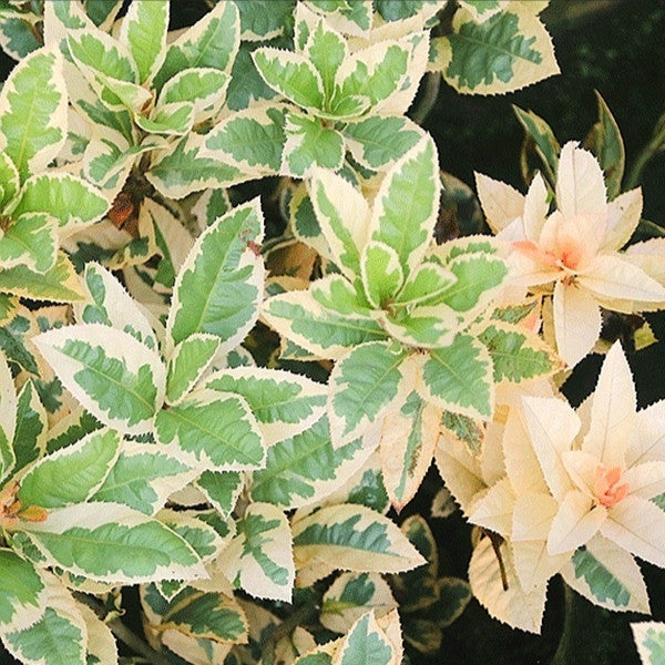 Marlberry (Ardisia japonica var. Variegata)