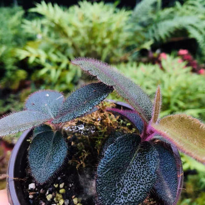 Ardisia Mamillata Hance