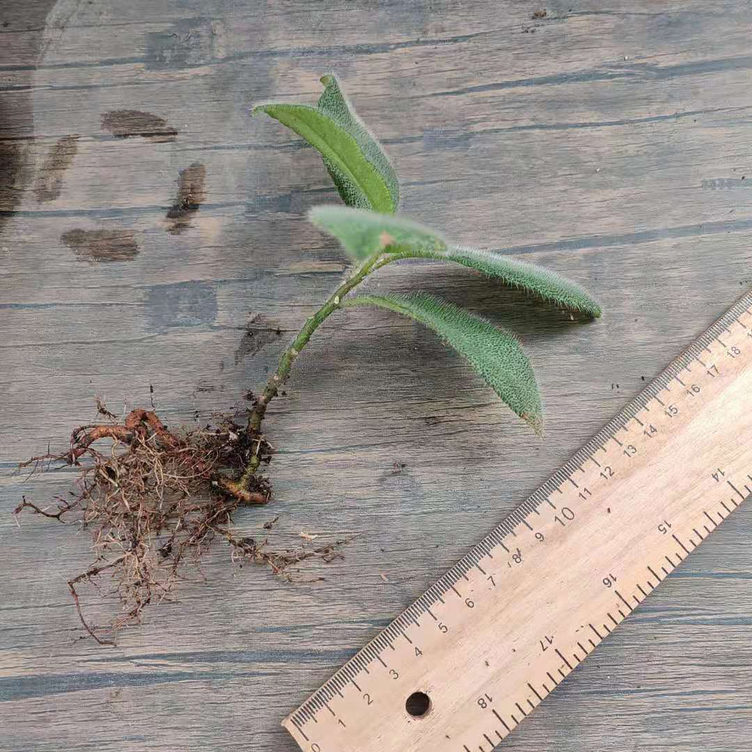 Ardisia Mamillata Hance