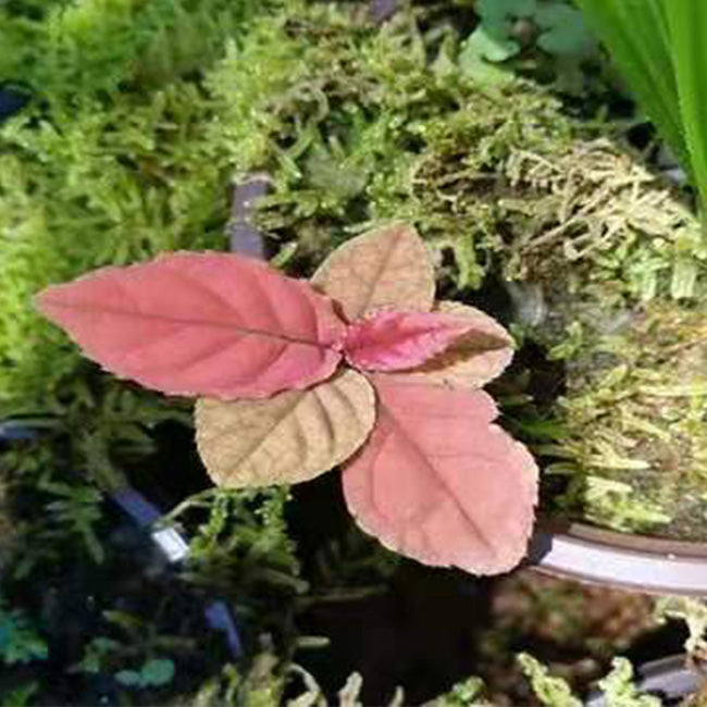 Ardisia sp. (Brown)