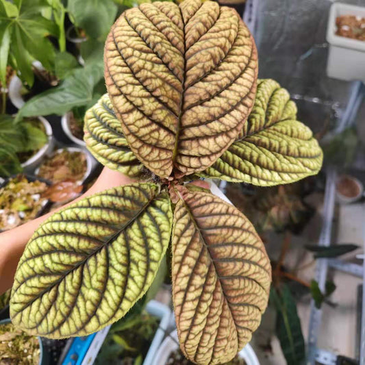 Ardisia sp. Vietnam