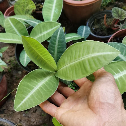 Ardisia sp. White veins