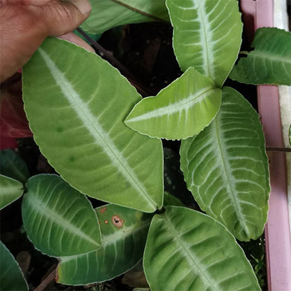 Ardisia sp. White veins