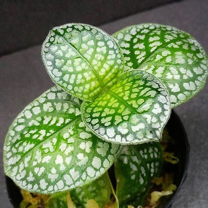 Argostemma sp