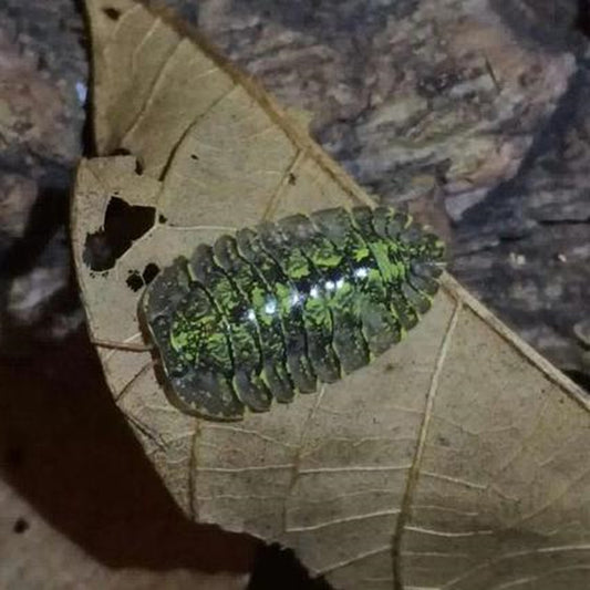 Armadillidae sp. ‘Green spots’ Isopods