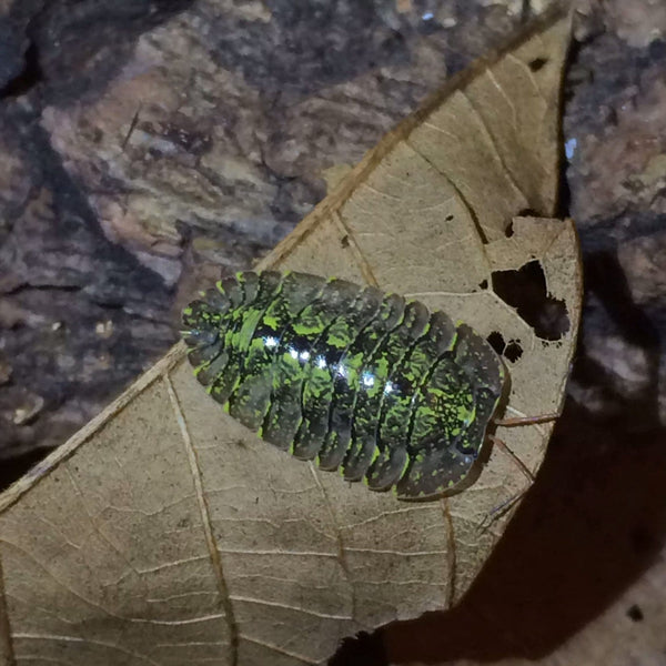 Armadillidae sp. ‘Green spots’ Isopods