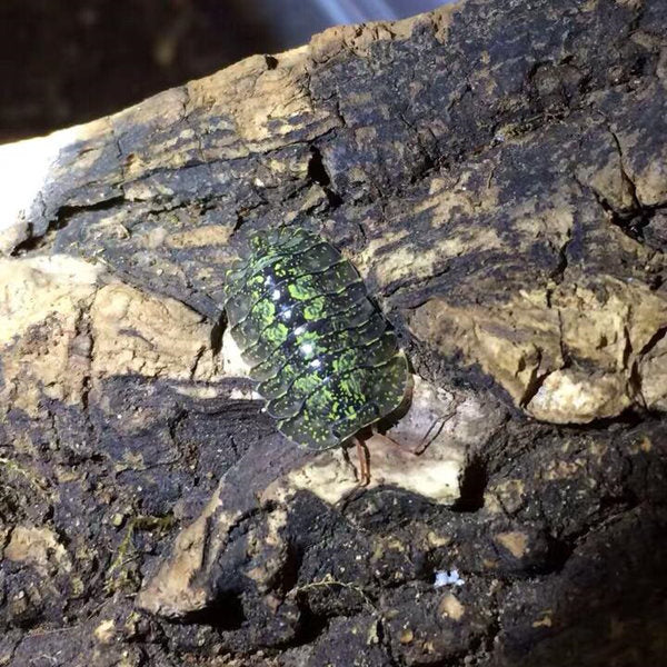 Armadillidae sp. ‘Green spots’ Isopods