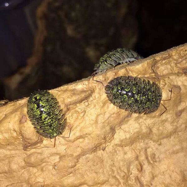 Armadillidae sp. ‘Green spots’ Isopods