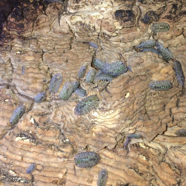 Armadillidae sp. ‘Green spots’ Isopods