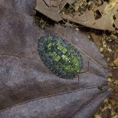 Armadillidae sp. ‘Green spots’ Isopods