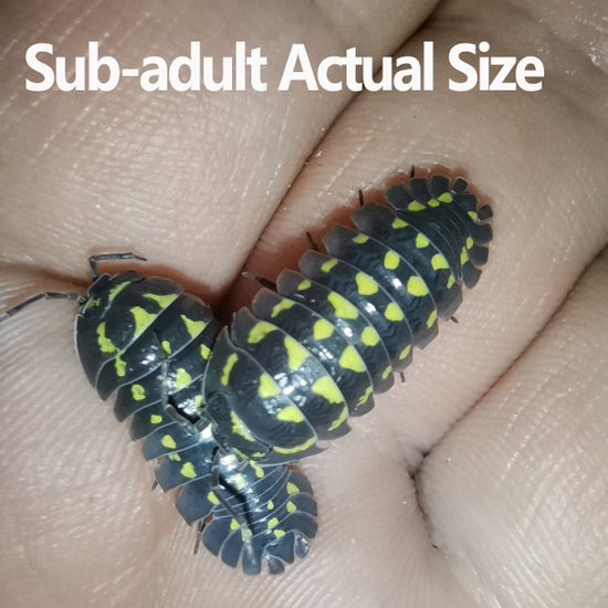 High Yellow Spotted Isopod (Armadillidium gestroi) for Sale | My Home ...