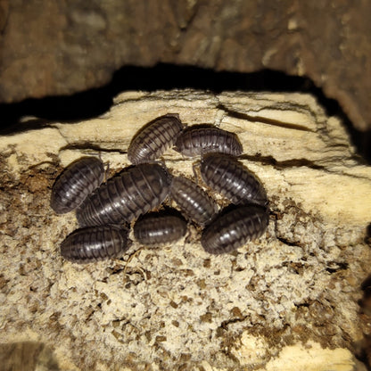 'Wildtype' Isopods (Armadillidium Nasatum)