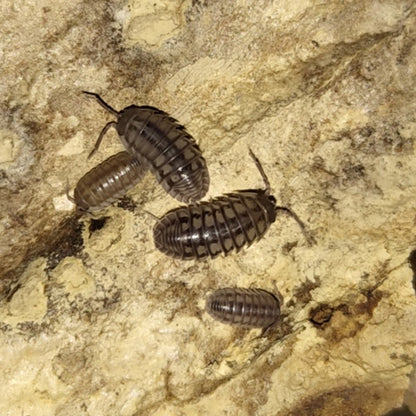 'Wildtype' Isopods (Armadillidium Nasatum)