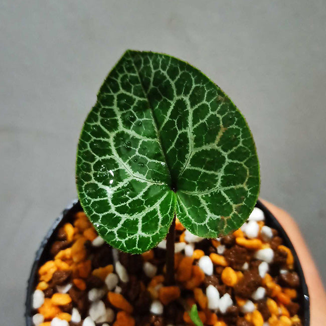 Asarum "moire"(Asarum sp.)