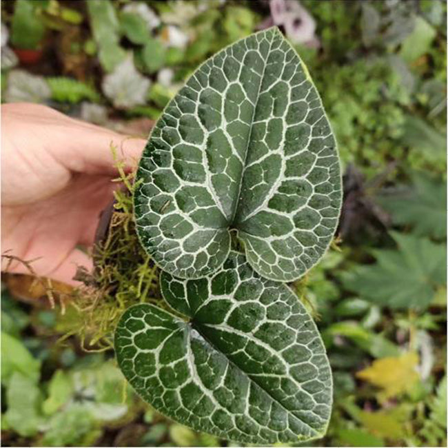 Asarum "moire"(Asarum sp.)