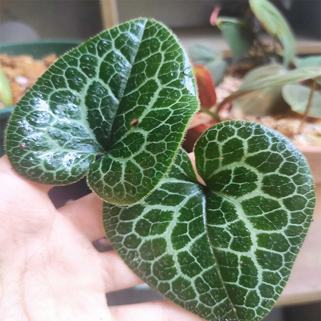 Asarum "moire"(Asarum sp.)