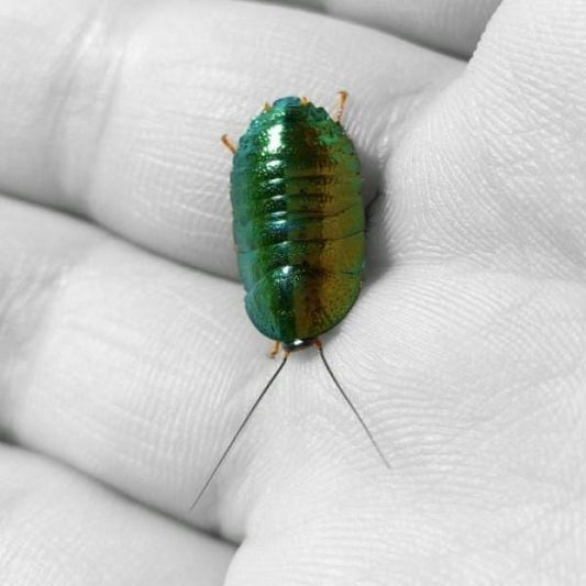 Asian Emerald Roach (Pseudoglomeris beybienkoi) ×6-6 per bag