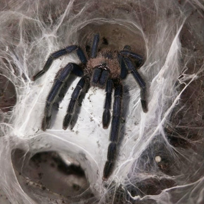 Chinese Giant Fawn Tarantula (Chilobrachys liboensis)