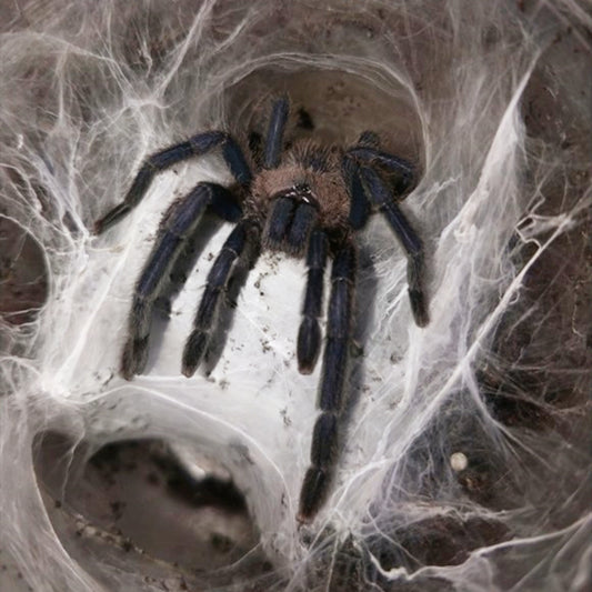 Chinese Giant Fawn Tarantula (Chilobrachys liboensis)