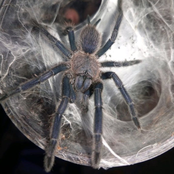 Chinese Giant Fawn Tarantula (Chilobrachys liboensis)