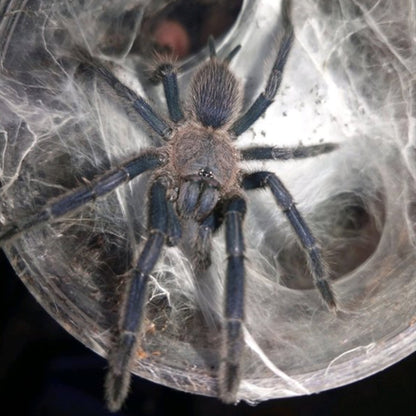 Chinese Giant Fawn Tarantula (Chilobrachys liboensis)