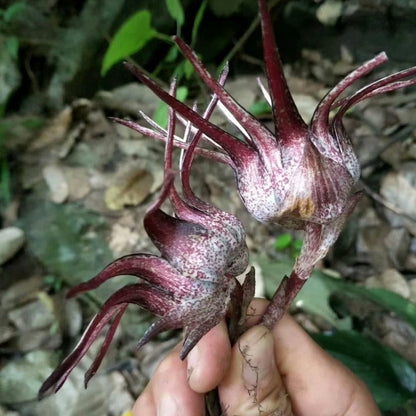 Cast Iron Plant（Aspidistra chunxiuensis）